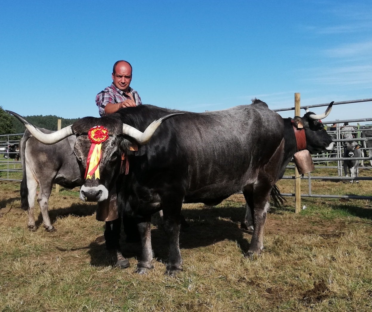 Desde San Vicente del Monte (Valdáliga) llega 'Chata', de nueve años, con su ganadero Óscar Corral
