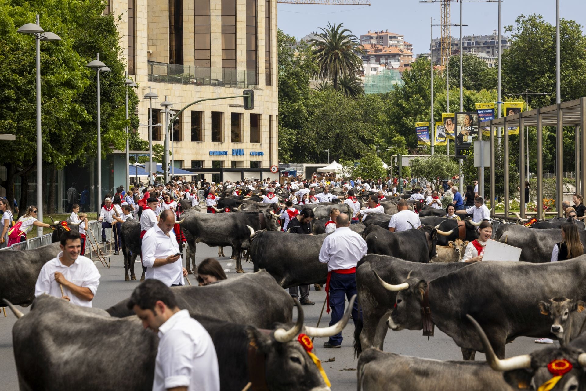 Las vacas esperaban a reanudar la marcha para el regreso.