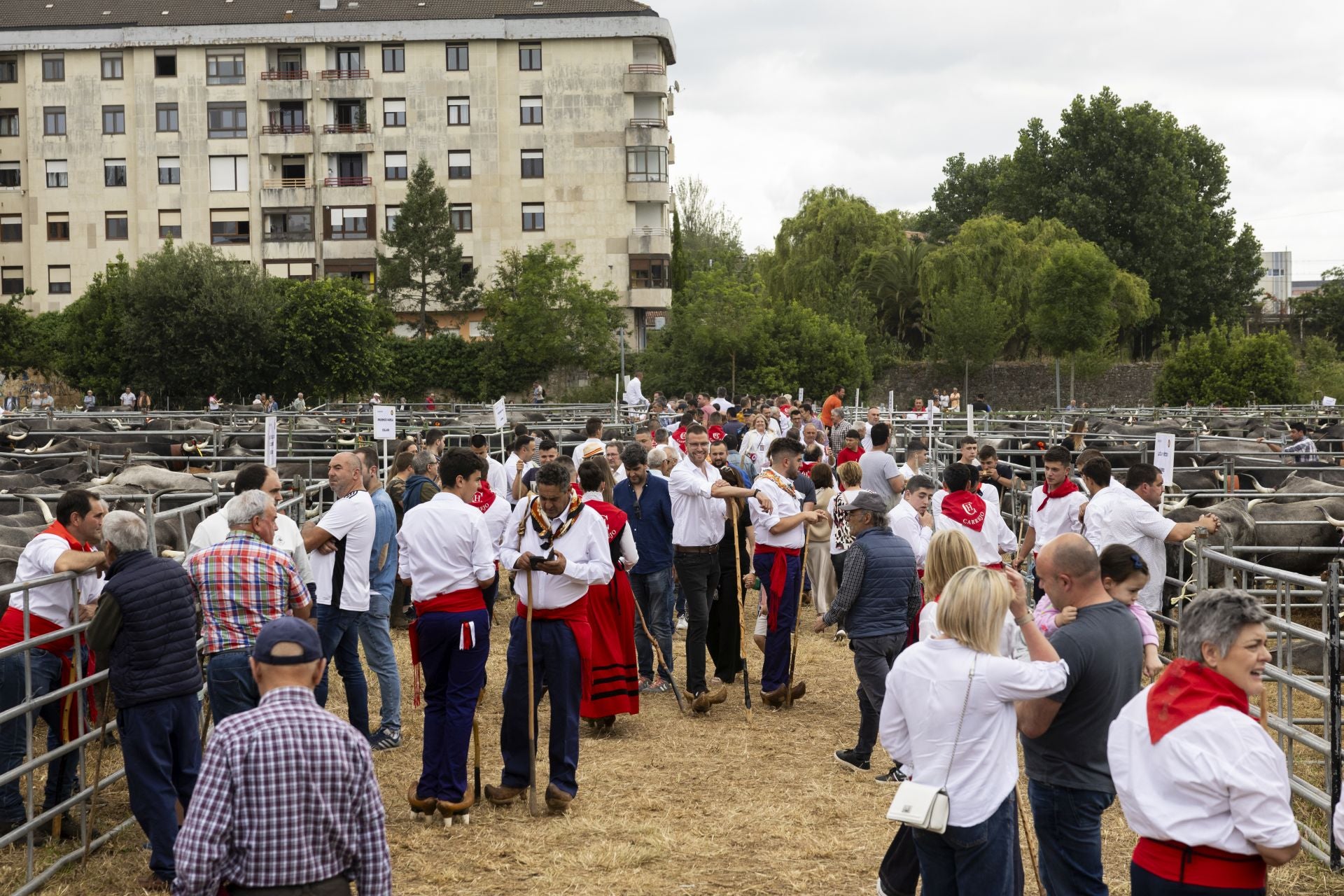 Los ganaderos aprovechaban para darle los últimos retoques a los animales.