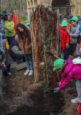 Imagen - Escolares de Potes plantan el tejo reconstruido en el año 2017.