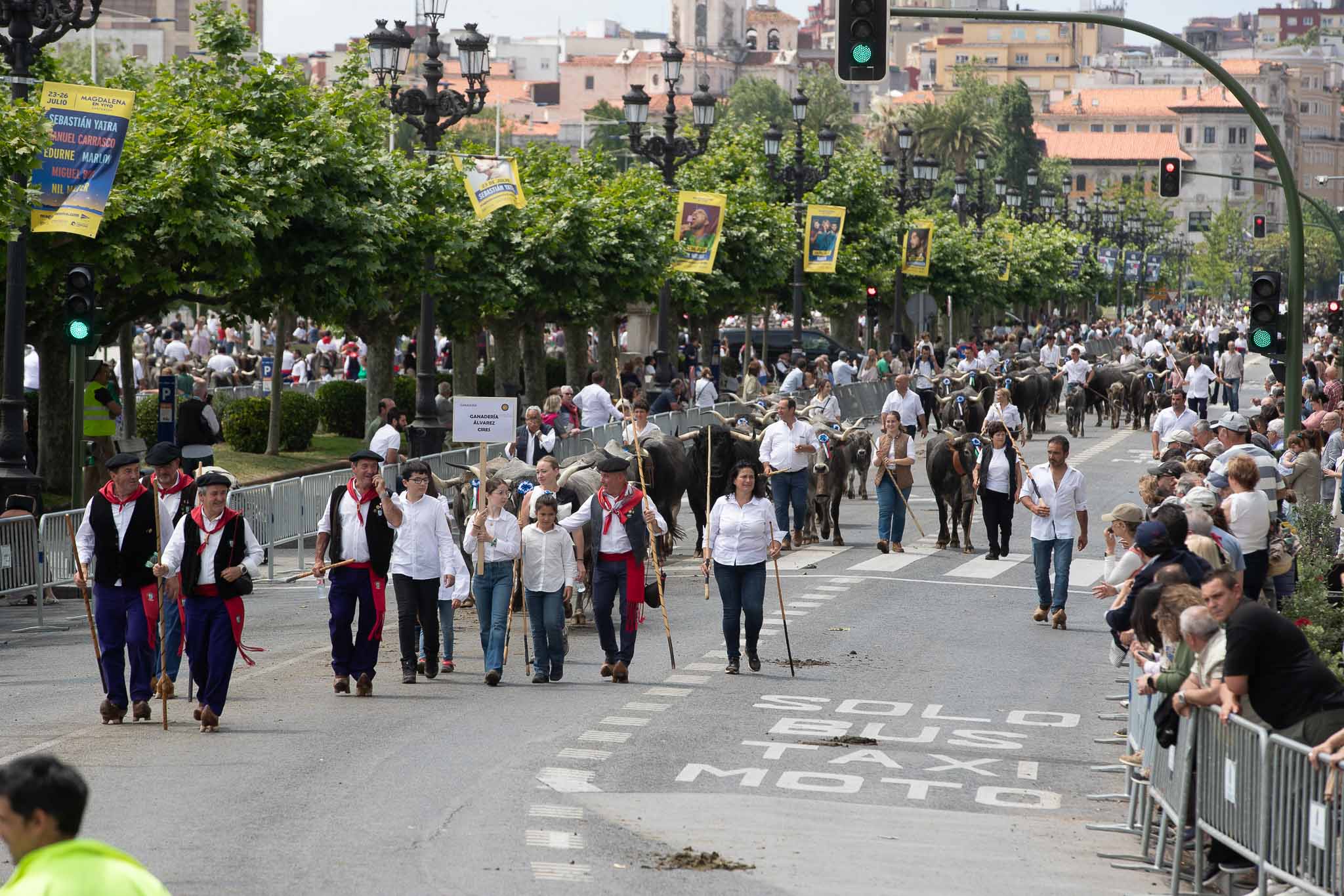La ganadería Álvarez, de Cires, desfila por el paseo Pereda de Santander. 
