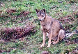 Pacma denunciará ante la Fiscalía la «matanza» de una loba lactante en la comarca del Besaya