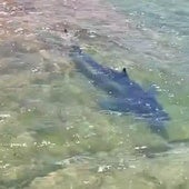 Santoña recibe la visita de un tiburón azul