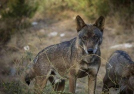 Recurren las 12 resoluciones del Gobierno que permiten abatir lobos en Cantabria