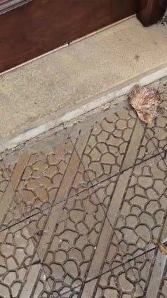 El barrio Los Corrales de Cóbreces, plagado de pulgas