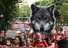 Una manifestación por el «lobo vivo y protegido» recorre el centro de Madrid