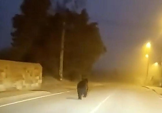El oso que se coló en la Naval de Reinosa «llevaba varios días por la zona»