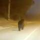 Imagen principal - El oso de Reinosa regresa a su hábitat