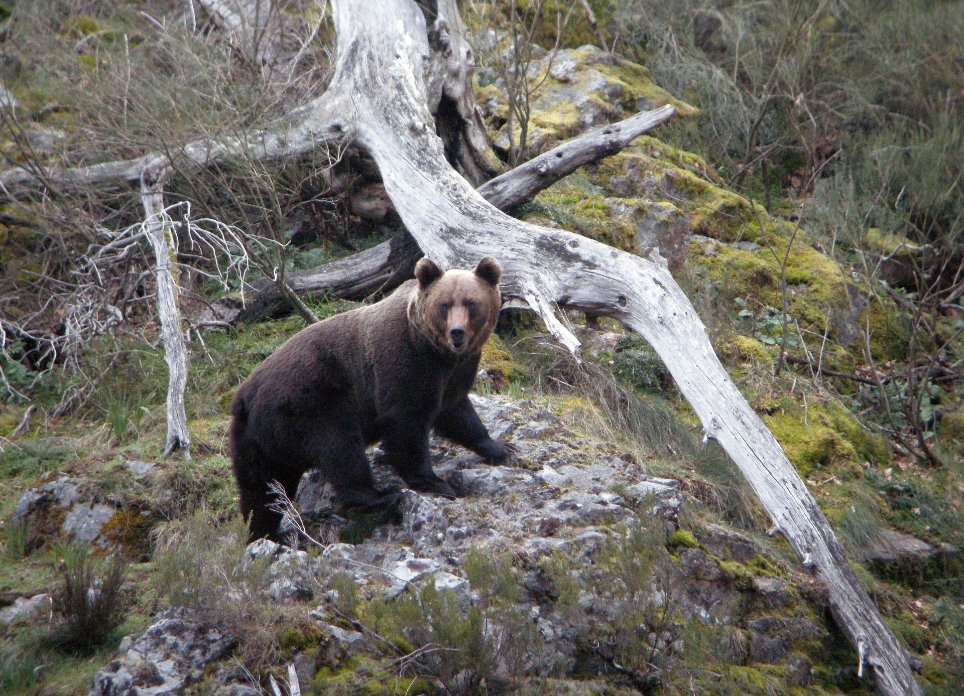 Un oso pardo, en una zona indeterminada de la Cordillera Cantábrica.