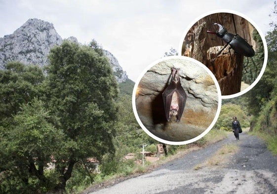 Las primeras rutas serán para conocer los escarabajos y los murciélagos que habitan en los parajes que recorre el Camino Lebaniego.