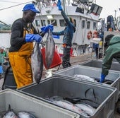 Pescadores del Madre Lita descargando bonito esta mañana en el puerto de Santoña.
