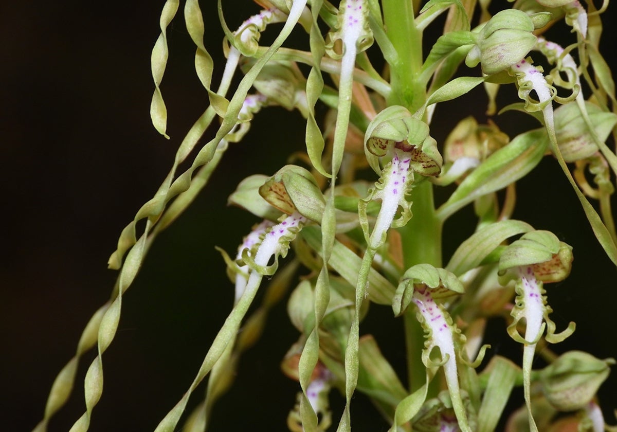 Encuentran una nueva especie de orquídea en el campus de la Universidad de Cantabria