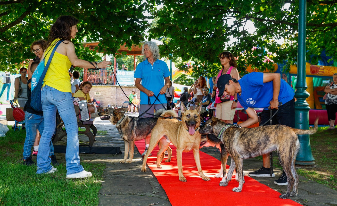Varios de los perros desfilan durante la jornada, organizada en colaboración con el Ayuntamiento de Torrelavega.