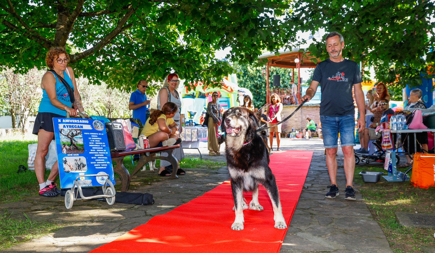 El desfile canino como carta de presentación para los perros que buscan una familia.