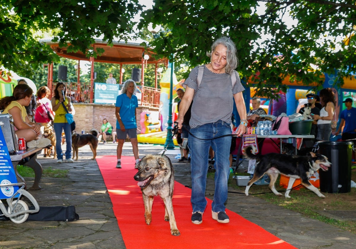 Jornada de adopción canina en Torrelavega