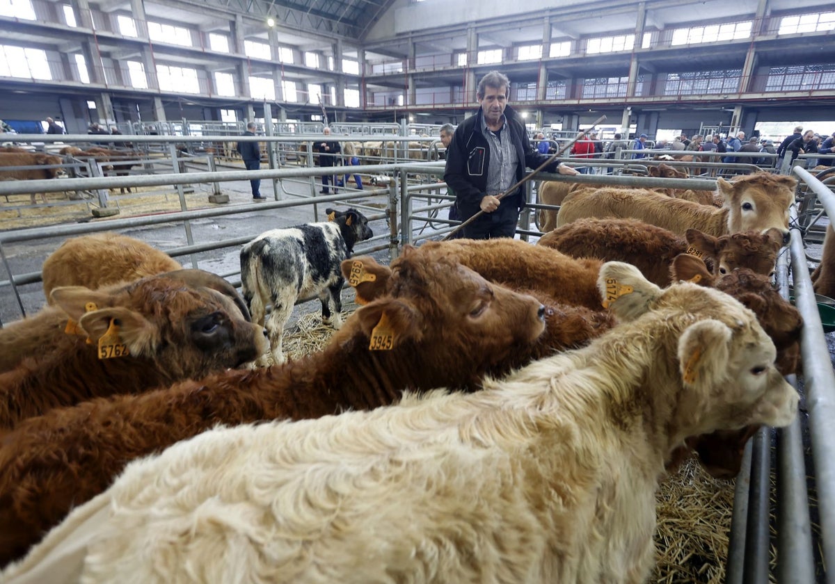 Un ganadero con sus vacas en una jornada de feria en el Mercado de Torrelavega.