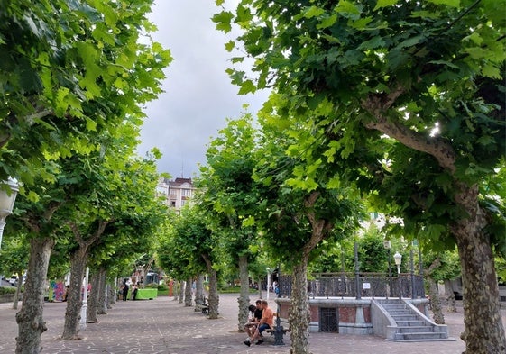 Árboles de la Plaza de La Barrera en Castro Urdiales.