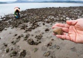 Marisqueo en las marismas de Santoña.