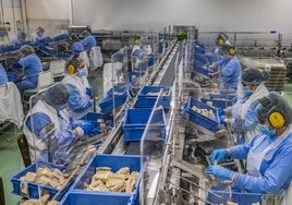 Trabajadoras del Grupo Consorcio en Santoña, con las pertinentes medidas en la época de la pandemia.