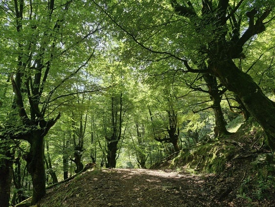 Las hayas dibujan un paisaje de cuento en el Hayal de Aloños.