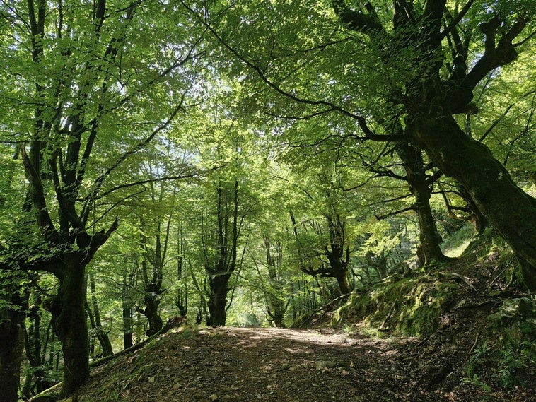 Las hayas dibujan un paisaje de cuento en el Hayal de Aloños.