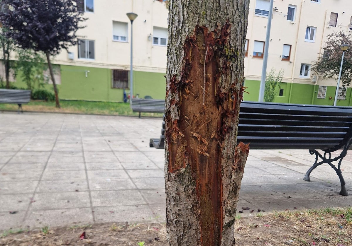 Uno de los árboles daños en Santoña.