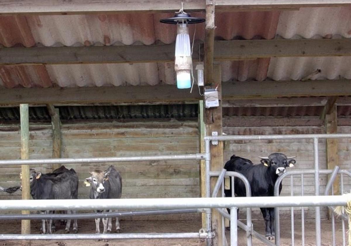 Vuelve la lengua azul a Cantabria con dos focos en Campoo de Suso y Entrambasaguas