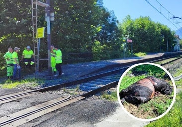 Lugar del accidente y, en detalle, el animal muerto tras el arrollamiento.