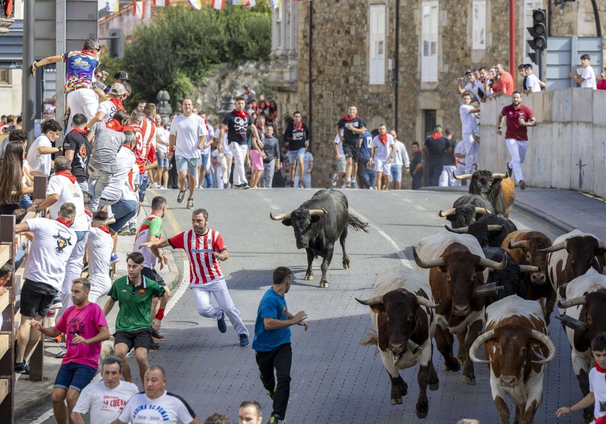 Encierro en las fiestas de Ampuero.