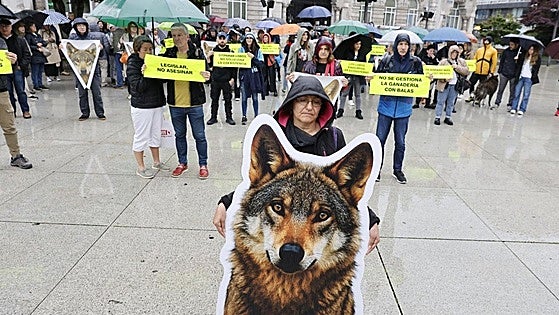 Desestimado el recurso de reposición de los ecologistas contra los controles del lobo