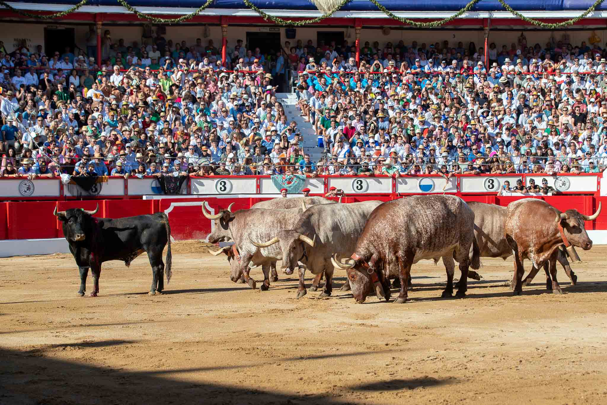El primero de los Miura fue devuelto a los corrales.