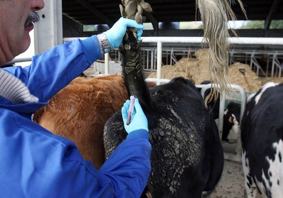 Un veterinario administra una vacuna a una vaca.