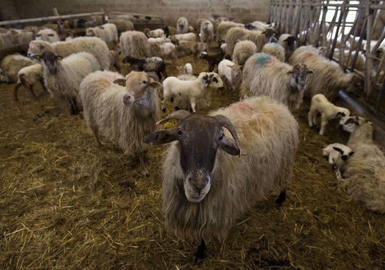 Explotación de ganado ovino en Cantabria.