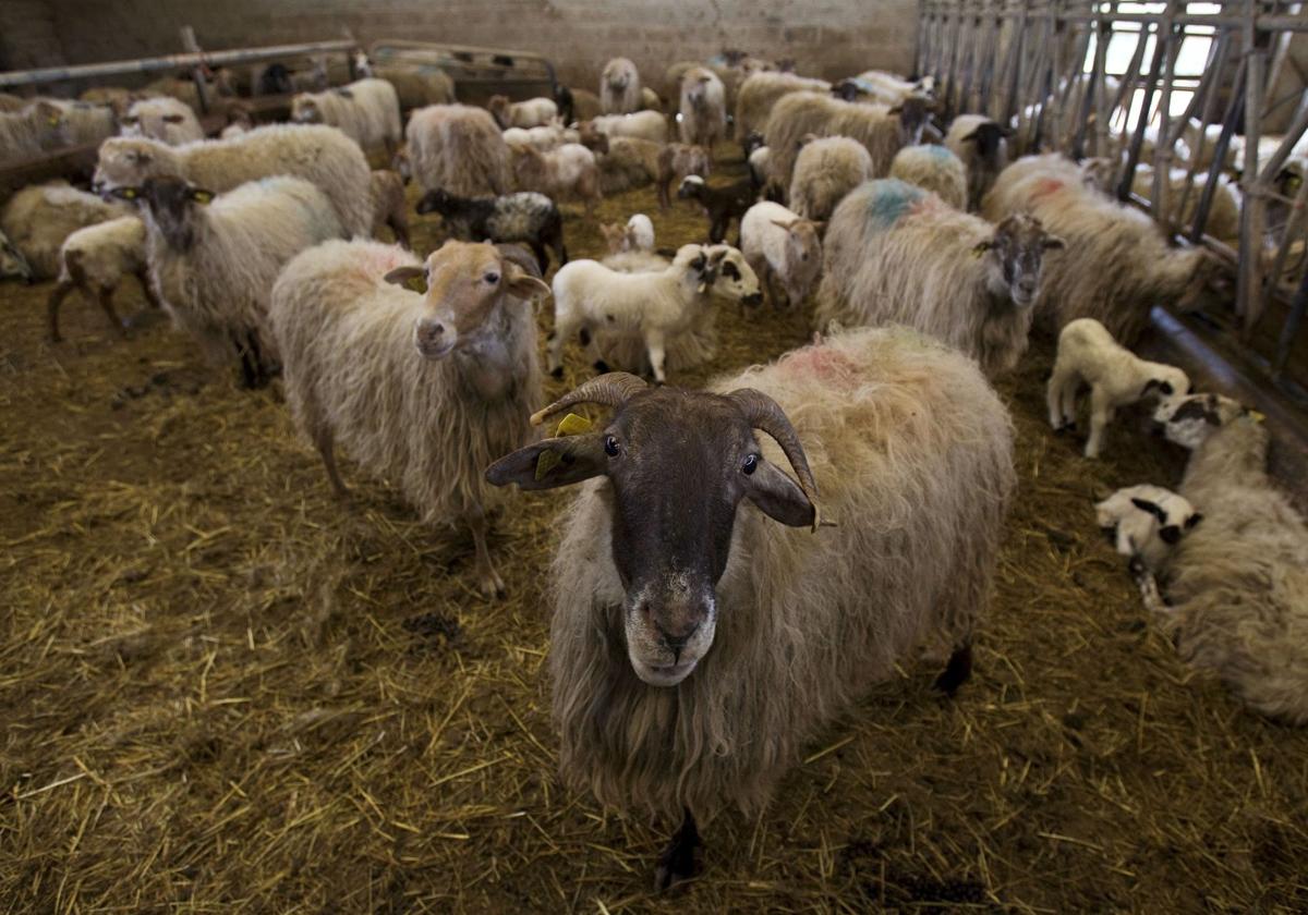 Explotación de ganado ovino en Cantabria.