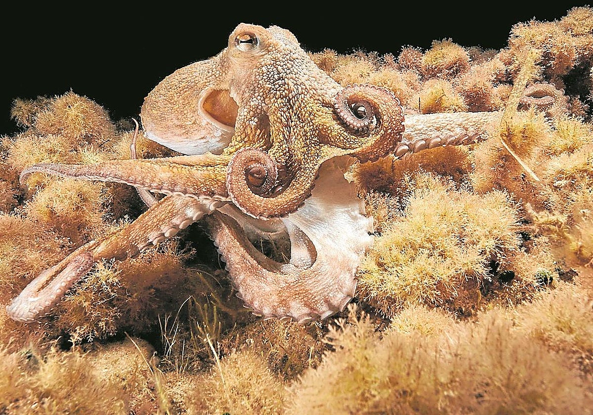 El pulpo en su hábitat natural.