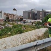 Personal de Amica elimina los plumeros del entorno de Valdecilla.