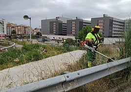 Personal de Amica elimina los plumeros del entorno de Valdecilla.