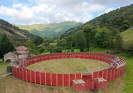 La localidad de Pisueña, en Selaya, acoge este sábado la primera suelta de vacas de sus fiestas