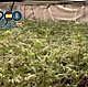 Imagen principal - Desmantelan una plantación indoor de marihuana en un chalé de lujo de Castro Urdiales