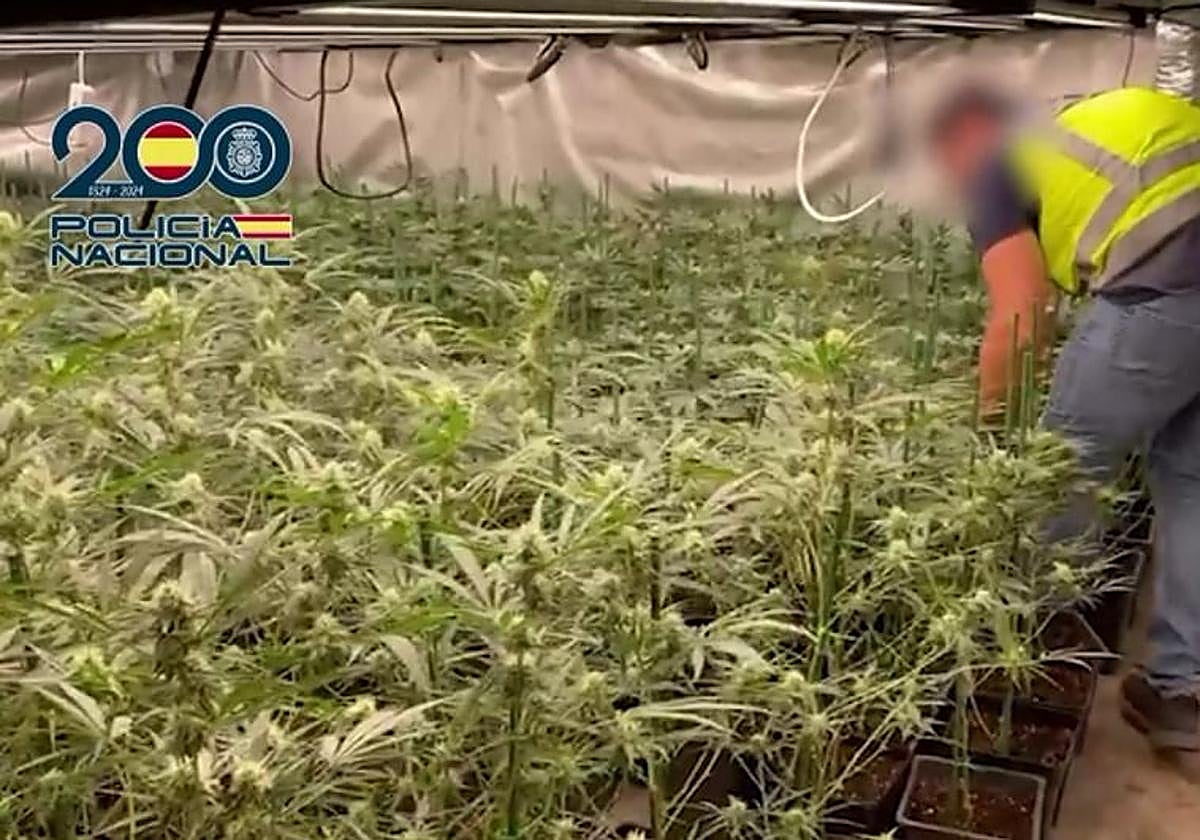 Desmantelan una plantación indoor de marihuana en un chalé de lujo de Castro Urdiales