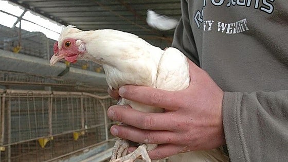 Cantabria pide a los propietarios de aves que extremen la seguridad tras detectar un foco de gripe aviar en Vizcaya