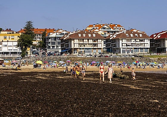 La playa de Trengandín, repleta del alga invasora asiática en la mañana de ayer, viernes.