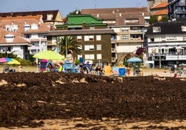 Esta tarde comenzará la limpieza de las algas invasoras de las playas de Noja