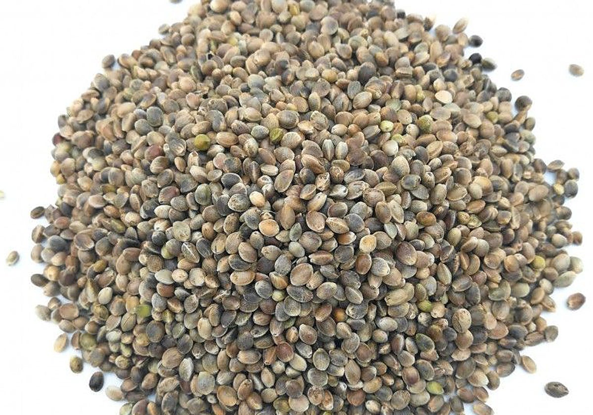 Semillas de cáñamo, un potente en aporte de proteínas