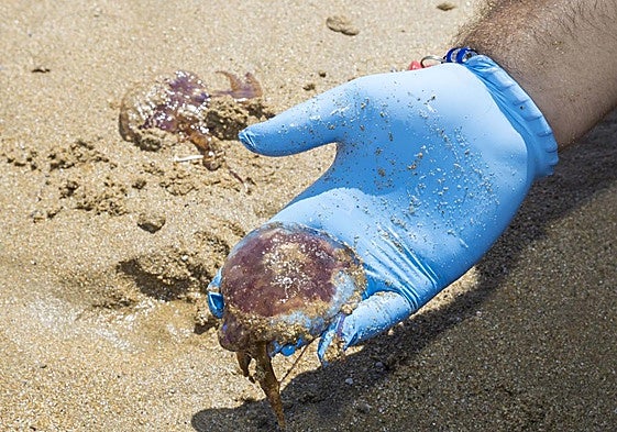 Las carabelas portuguesas invaden Cantabria: 482 picaduras hasta ahora