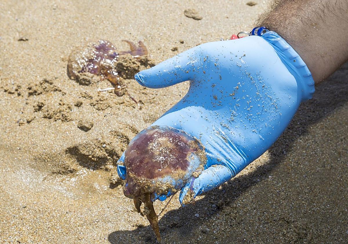 Las carabelas portuguesas invaden Cantabria: 482 picaduras hasta ahora