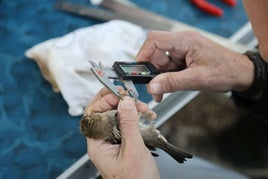 Torrelavega acogerá un taller de anillamiento científico de aves el 22 de agosto