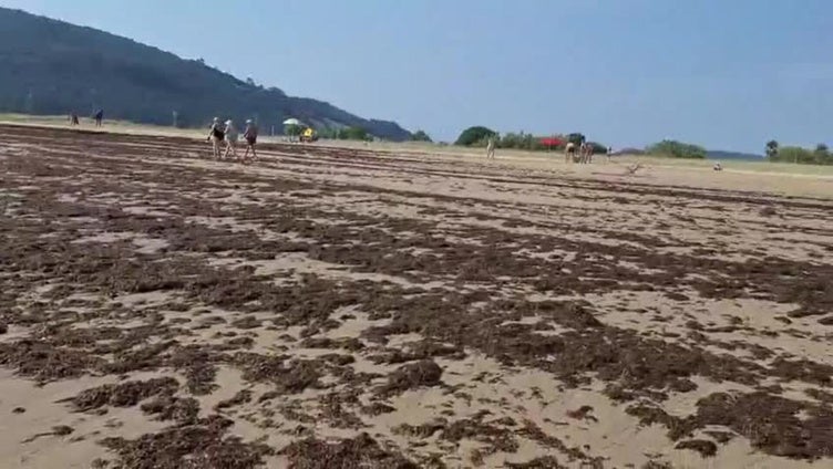 Noja retira 1.620 toneladas de algas en tres días
