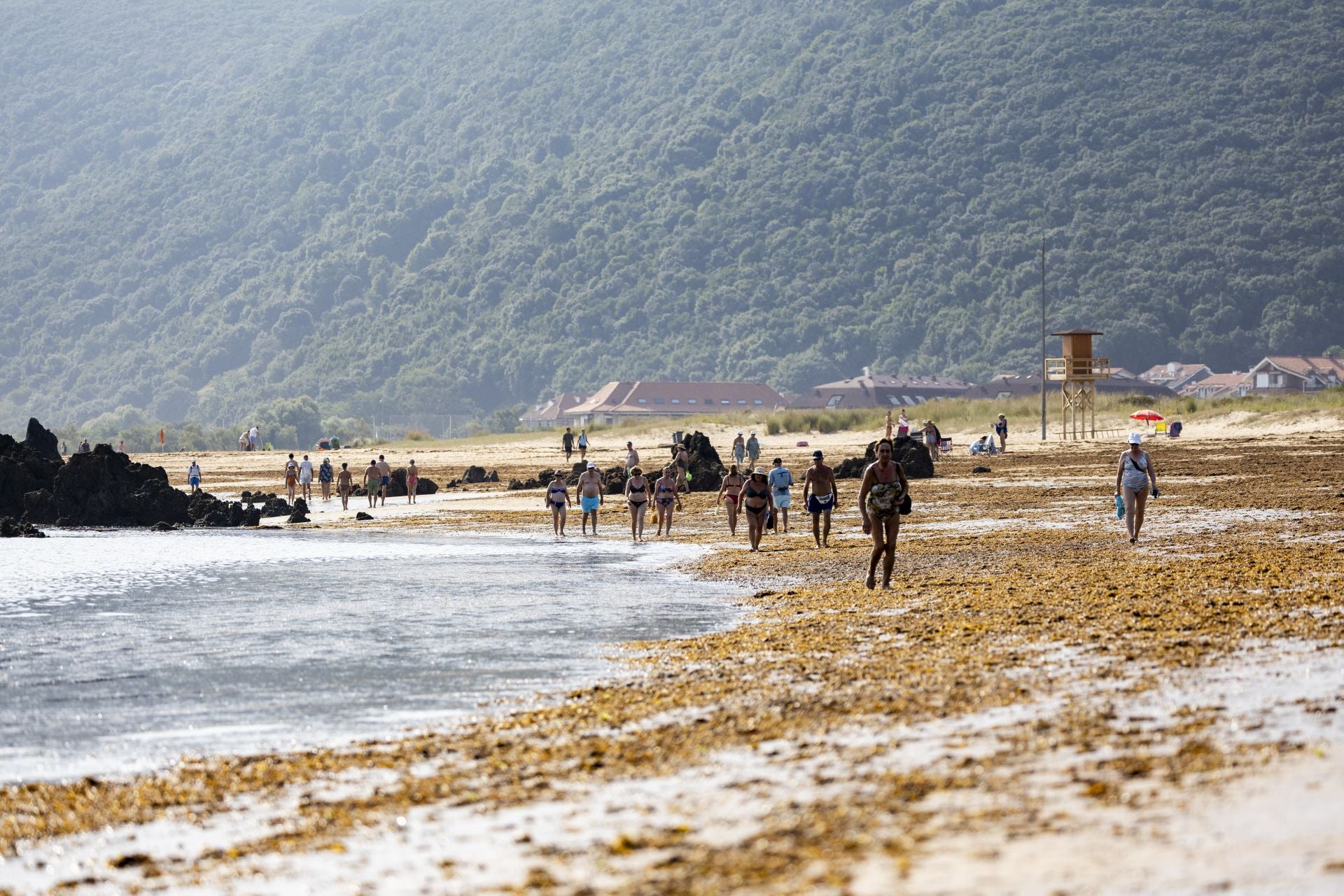La rugulopteryx okamurae continúa multiplicándose mar adentro y llegando a las costas cántabras.