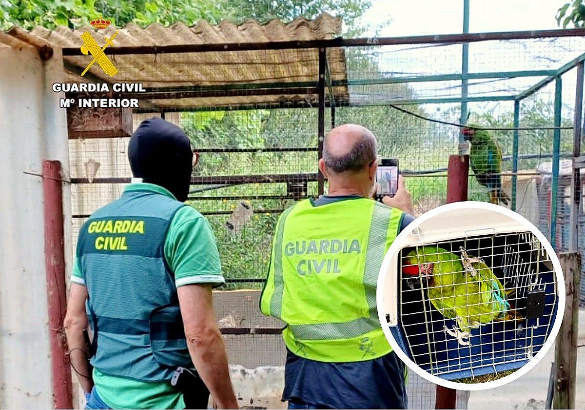 La Guardia Civil encontró el guacamayo en una jaula en malas condiciones de salubridad.